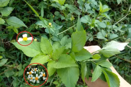 Cây hoa dại mọc đầy Việt Nam, thế giới săn lùng chữa bệnh 