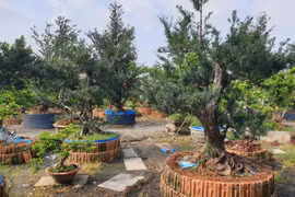 Điều đặc biệt trong vườn kiểng cổ thụ lớn nhất miền Tây