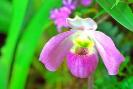 Loài lan chỉ có ở Việt Nam, đại gia dốc “núi tiền” cũng không mua nổi
