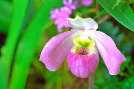 Loài lan chỉ có ở Việt Nam, đại gia dốc “núi tiền” cũng không mua nổi