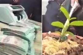 Xác minh vụ lan đột biến Hồng Bồng Lai được bán với giá 1,6 tỷ đồng