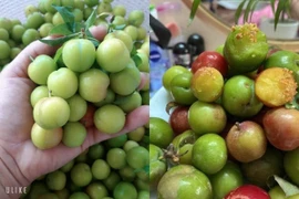 Đắt gấp nhiều lần, mận cơm đầu mùa vẫn hút khách