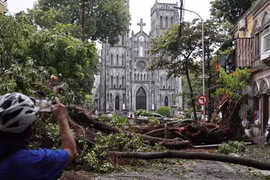 Trồng cây để nguyên vỏ bầu là trái quy định