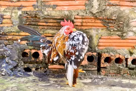 Lạ mắt giống gà Serama hút giới nhà giàu Việt