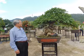 Chiêm ngưỡng triển lãm bonsai, chim cảnh “độc, lạ”, hiếm có, khó tìm