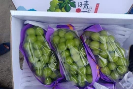 Nho sữa nội địa Trung Quốc “loạn giá”, bán tràn lan chợ mạng