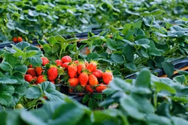 Ngắm vườn dâu tây sai trĩu quả kiếm bộn tiền ở Mộc Châu