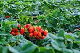 Ngắm vườn dâu tây sai trĩu quả kiếm bộn tiền ở Mộc Châu