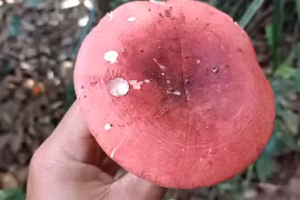 Xưa không ai ngó, “lộc trời” thành đặc sản 350.000 đồng/kg