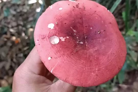 Xưa không ai ngó, “lộc trời” thành đặc sản 350.000 đồng/kg