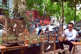 Chim quý tộc tiền tỷ sống trong phòng điều hòa cả ngày