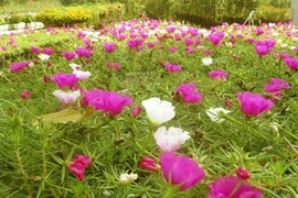 Ngỡ ngàng những vườn hoa mười hoa giờ hái ra tiền