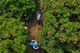 Cây vải u hồng đặc biệt, từng giúp chủ kiếm 7 lượng vàng 1 vụ 