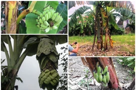 Top buồng chuối “dị nhất quả đất" của nông dân Việt 