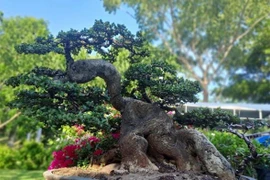 Ngắm loạt “quái cây” bonsai giá hàng tỷ đồng không bán 