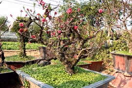 Cách phân biệt đào ghép Trung Quốc mạo danh đào Thất thốn Nhật Tân