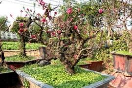 Cách phân biệt đào ghép Trung Quốc mạo danh đào Thất thốn Nhật Tân