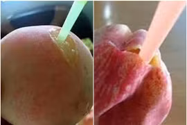 Đào cắm ống hút gần 1 triệu đồng/kg đang gây sốt có gì đặc biệt?