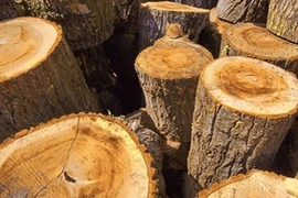 Tận thấy loại gỗ quý “hơn vàng ròng”, có tiền không mua được 