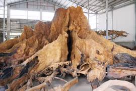 Gốc cây khô đại gia hỏi mua 35 tỷ chủ quyết không bán 