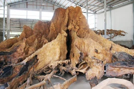 Gốc cây khô đại gia hỏi mua 35 tỷ chủ quyết không bán 