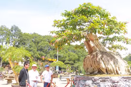 Cận cảnh bằng lăng 200 năm xoay tự động gây sốt phố núi