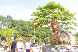 Cận cảnh bằng lăng 200 năm xoay tự động gây sốt phố núi