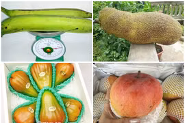 5 loại quả khổng lồ “làm mưa làm gió” thị trường Việt 