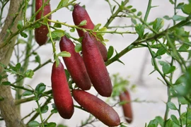 Giống chanh đắt nhất thế giới, 7 triệu đồng/kg có gì đặc biệt? 