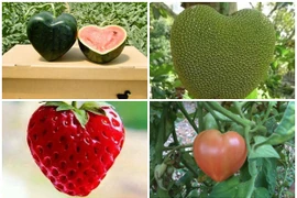 Thích mắt ngắm những loạt quả hình trái tim độc đáo