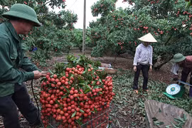 Nhờ vải thiều Lục Ngạn, bác nông dân này một phút lên tiên thành tỷ phú