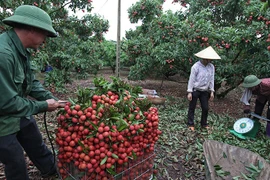 Nhờ vải thiều Lục Ngạn, bác nông dân này một phút lên tiên thành tỷ phú