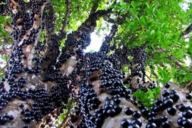 Ngã ngửa sự thật về loại nho quý tộc “giá trên trời” vẫn “cháy hàng“