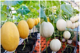 Đã mắt ngắm vườn dưa thu hoạch cả tạ trên sân thượng giữa Sài thành