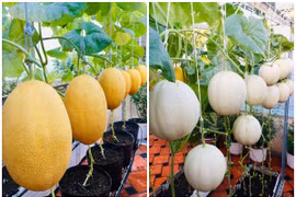 Đã mắt ngắm vườn dưa thu hoạch cả tạ trên sân thượng giữa Sài thành