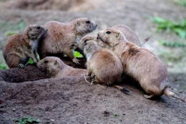 Nếu con người đột ngột biến mất, ai trở thành 'chúa tể trái đất'?