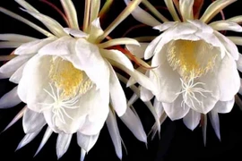 5 loài hoa quý hiếm có tiền chưa chắc mua được