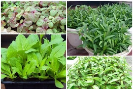 Đầu tháng 7, trồng rau gì xanh tốt vù vù?