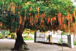 Cổ nhân dạy: Trồng 7 loại cây này trước sân nhà, gia đạo bình an