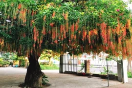 Cổ nhân dạy: Trồng 7 loại cây này trước sân nhà, gia đạo bình an