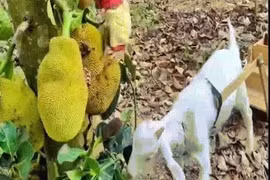 Khỉ và dê làm việc theo nhóm sẽ như thế nào?