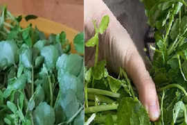 Loại rau mọc um tùm như cỏ không ngờ chống được ung thư