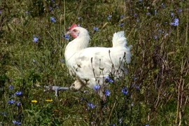 Giống gà quốc bảo Pháp nuôi kỹ hơn thú cưng có gì ngon mà cả triệu/kg?