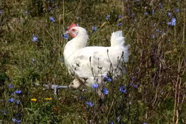 Giống gà quốc bảo Pháp nuôi kỹ hơn thú cưng có gì ngon mà cả triệu/kg?