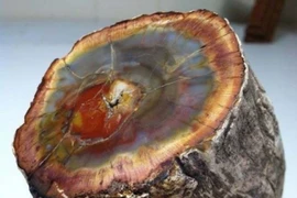 Tận thấy loại gỗ quý hơn 600 tỷ, có tại Việt Nam