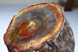 Tận thấy loại gỗ quý hơn 600 tỷ, có tại Việt Nam