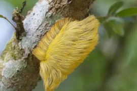 Loại sâu bướm trông giống tóc giả nhưng lại độc nhất 
