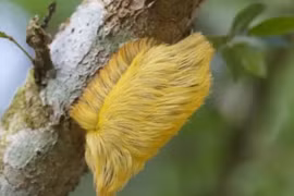 Loại sâu bướm trông giống tóc giả nhưng lại độc nhất 