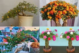 Mê mẩn loạt hoa dại lên đời thành bonsai chơi Tết