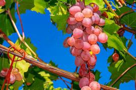 Nghiên cứu mới cho thấy ăn nho có thể tăng tuổi thọ?